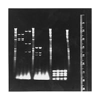 Diversified Biotech 蛍光ルーラーキット FRK100 FRK100 1式