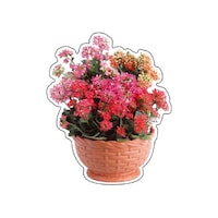 �A�Y�����@�t�H�g�W���C�V�[��