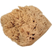 大塚刷毛製造 大塚 天然海綿 ハニコム種 Lサイズ 1612280004 1個