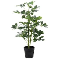 不二貿易 不二貿易 観葉植物 ヤドリフカノキ 216 52693 1個