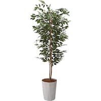 �m�`�h�j�h�@�l�H���؁i�t�B�J�X�j