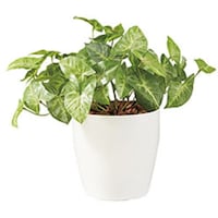 �m�`�h�j�h�@�l�H���؁i�J���[�W���[���j�@�`�f�Q�U�T�@�P��