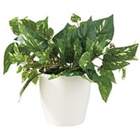 �m�`�h�j�h�@�l�H���؁i�|�g�X�j�@�`�f�Q�S�T�@�P��