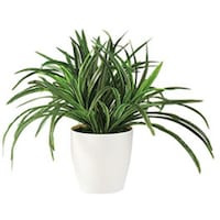 �m�`�h�j�h�@�l�H���؁i�h���Z�i�j�@�`�f�Q�T�T�@�P��