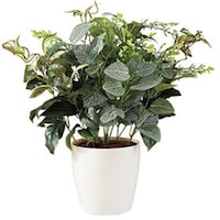 �m�`�h�j�h�@�l�H���؁i�t�b�g�j�A�j�@�`�f�Q�V�O�@�P��