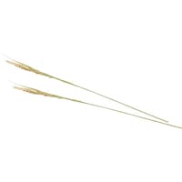 ���}�R�[�@��̕�i�R�V�q�J���j�i�P�O�O�{���j�@�Q�T�Q�R�V�@�Q�T�Q�R�V�@�P�Z�b�g