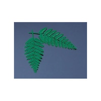 ヤマコー ウラジロ飾り(小)(100ヶ入) 26053 26053 1セット