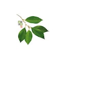 ヤマコー 4寸 抗菌この葉敷紙