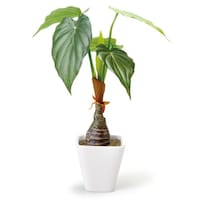 ケーアイジャパン 人工観葉植物 アロカシア 30cm フェイクグリーン 造花 光触媒