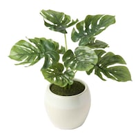 �P�[�A�C�W���p���@�l�H�ϗt�A���@�|�b�g�@�����X�e���@�t�F�C�N�O���[���@���G�}�@����