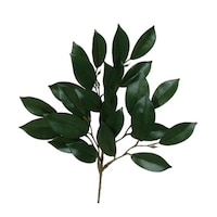 �j���[�z���R�����ԁ@���ԁ@�͂�Ȃ��T�J�L