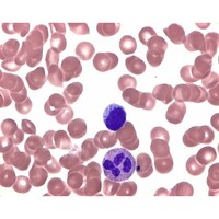 Merck ライシュマンエオシンメチレンブルー (粉末) 顕微鏡用 101350 10G 1.01350.0010 1個