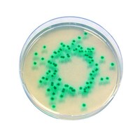 Merck クロモカルト エンテロバクターサカザキ寒天培地 微生物学用 クロモカルト(R) 100873 100G 1.00873.0100 1個