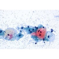 �l���������@�p�p�j�R���E���F�t�@�R���C�@�d�`�U�T�@�S���זE�f�p�B�זE���̐��F���ʁF�@�ԐF�@�P�O�X�Q�V�O�@�P�O�O�l�k�@�P�D�O�X�Q�V�O�D�O�P�O�O�@�P��