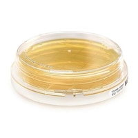 �l���������@���̂c�w�@���T�O�~�����P�W�O�~�����U�T�@�����@�s�a�P�O�T�@�P��