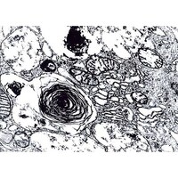 Merck グルタルアルデヒド25%溶液 電顕用固定剤(高純度, 窒素下アンプル充填) 112179 100ML 1.12179.0100 1個