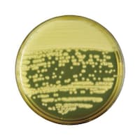 日本ベクトン・ディッキンソン BD BBL(TM) 卵黄加マンニット食塩寒天培地 20枚