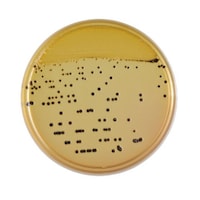 ���{�x�N�g���E�f�B�b�L���\���@�a�c�@�a�a�k�i�s�l�j�@�w�k�c���V�|�n�@�Q�O��