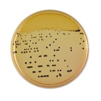 ���{�x�N�g���E�f�B�b�L���\���@�a�c�@�a�a�k�i�s�l�j�@�T�����l���E�V�Q�����V�|�n�@�Q�O��