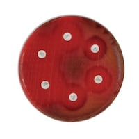 ���{�x�N�g���E�f�B�b�L���\���@�a�c�@�a�a�k�i�s�l�j�@�~���[���[�q���g���T���q�c�W���t���V�|�n�@�Q�O��