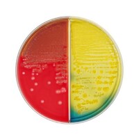 ���{�x�N�g���E�f�B�b�L���\���@�a�c�@�a�a�k�i�s�l�j�@�s�r�`�h�h�T���q�c�W���t���V�|�n�^�a�s�a���������V�|�n�@�Q�O��