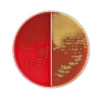 ���{�x�N�g���E�f�B�b�L���\���@�a�c�@�a�a�k�i�s�l�j�@�s�r�`�h�h�T���q�c�W���t���V�|�n�^�`���R���[�g�h�h���V�|�n�@�Q�O��