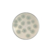 日本ベクトン・ディッキンソン BD BBL(TM)ポテトデキストロースCP 寒天培地 1個(1本×20枚入)