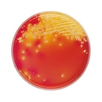 ���{�x�N�g���E�f�B�b�L���\���@�a�c�@�a�a�k�i�s�l�j�@�c�g�k���V�|�n�@�P�O�O��