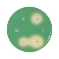 ���{�x�N�g���E�f�B�b�L���\���@�a�c�@�a�a�k�i�s�l�j�@�~���[���[�q���g���h�h���V�|�n�@�P�O�O��