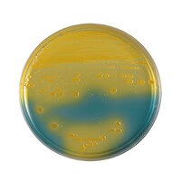 ���{�x�N�g���E�f�B�b�L���\���@�a�c�@�a�a�k�i�s�l�j�@�a�s�a���������V�|�n�@�Q�O��