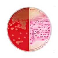 ���{�x�N�g���E�f�B�b�L���\���@�a�c�@�a�a�k�i�s�l�j�@�s�r�`�h�h�T���q�c�W���t���V�|�n�^�}�b�R���L�[�h�h���V�|�n�@�Q�O��