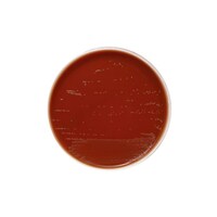 ���{�x�N�g���E�f�B�b�L���\���@�a�c�@�a�a�k�i�s�l�j�@�a�x�`���R���[�g���V�|�n�@�Q�O��