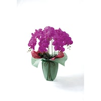 �`�M�@���ԁ@�󒍐��Y�i�@�Ӓ����i���G�}���H�j�@�X�ց@�T�{���@�`�Q�Q�@�s���N