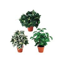 �X���n�Ӂi�X�g�A�E�G�L�X�v���X�j�@�O���[���u�b�V���|�b�g�i�l�H���؁j�@�|�b�g�@�U�P�P�V�S�P�P�P