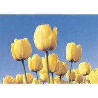 �����H�[�@�����@�с[�ŗp�ʐ^�X�e�b�J�[�@�`���[���b�v�@�o�g�Q�@�P��