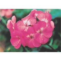 �����H�[�@�����@�с[�ŗp�ʐ^�X�e�b�J�[�@�[���j�E���@�o�g�S�@�P��