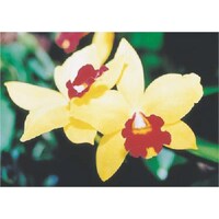 �����H�[�@�����@�с[�ŗp�ʐ^�X�e�b�J�[�@�J�g���A�@�o�g�R�@�P��