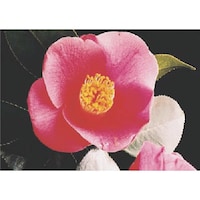 �����H�[�@�����@�с[�ŗp�ʐ^�X�e�b�J�[�@�c�o�L�@�o�g�X�@�P��