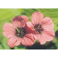 �����H�[�@�����@�с[�ŗp�ʐ^�X�e�b�J�[�@�^�`�A�I�C�@�o�g�Q�V�@�P��