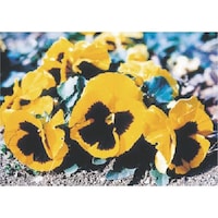 �����H�[�@�����@�с[�ŗp�ʐ^�X�e�b�J�[�@�p���W�[�@�o�g�U�@�P��