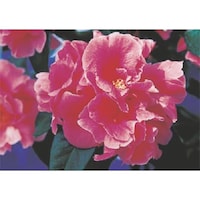 つくし工房 つくし びー看用写真ステッカー ボタン PH17 1枚