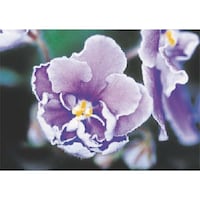 �����H�[�@�����@�с[�ŗp�ʐ^�X�e�b�J�[�@�Z���g�|�[���A�@�o�g�Q�O�@�P��