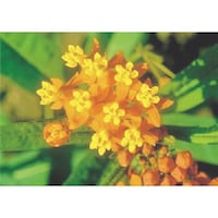 �����H�[�@�����@�с[�ŗp�ʐ^�X�e�b�J�[�@�T���^���J�@�o�g�Q�P�@�P��