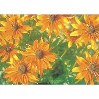 �����H�[�@�����@�с[�ŗp�ʐ^�X�e�b�J�[�@�W���m���M�N�@�o�g�Q�Q�@�P��