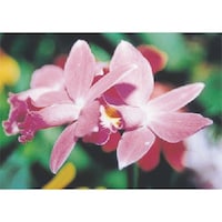 つくし工房 つくし びー看用写真ステッカー カトレア PH15 1枚