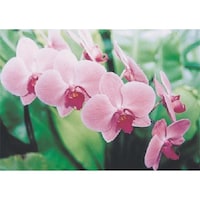 �����H�[�@�����@�с[�ŗp�ʐ^�X�e�b�J�[�@�R�`���E�����@�o�g�V�@�P��