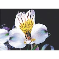 �����H�[�@�����@�с[�ŗp�ʐ^�X�e�b�J�[�@�A�X�g�������A�@�o�g�P�R�@�P��