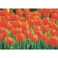 �����H�[�@�����@�с[�ŗp�ʐ^�X�e�b�J�[�@�`���[���b�v�@�o�g�Q�S�@�P��