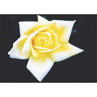 �����H�[�@�����@�с[�ŗp�ʐ^�X�e�b�J�[�@�o���@�o�g�T�@�P��