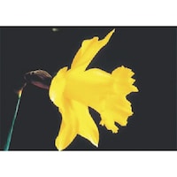 �����H�[�@�����@�с[�ŗp�ʐ^�X�e�b�J�[�@���b�p�X�C�Z���@�o�g�P�O�@�P��